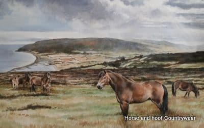 Caroline Cook Exmoor Ponies At Porlock