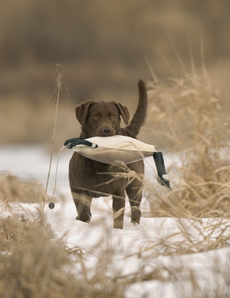 Dokken Dead Fowl Trainers - Canada Goose Dog Training Dummy