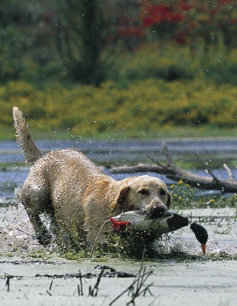 Dokken Dead Fowl Trainers - Mallard Dog Training Dummy