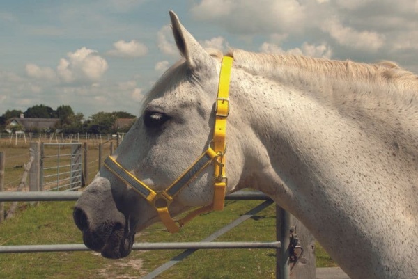 Harlequin - Reflective Headcollar