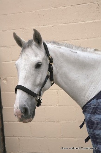 Hy Classic Head Collar