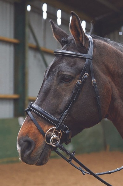 John Whitaker - Crank Noseband Bridle