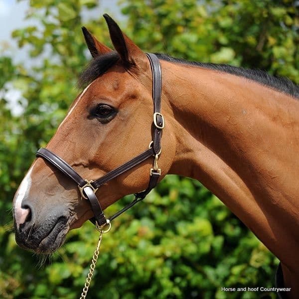 John Whitaker Leather Headcollars