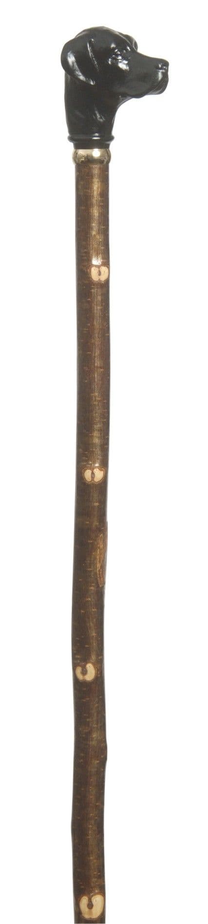 Black Labrador, gilt collar, long hazel shaft