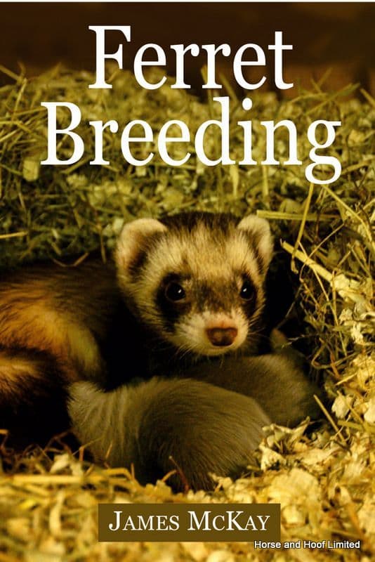 Ferret Breeding James McKay horse and hoof
