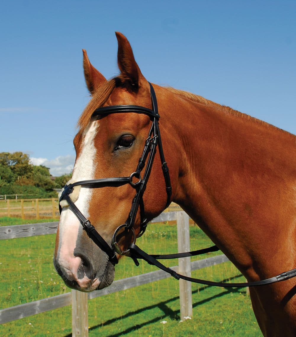 Heritage English Leather Bridle With Mexican Noseband horse and hoof