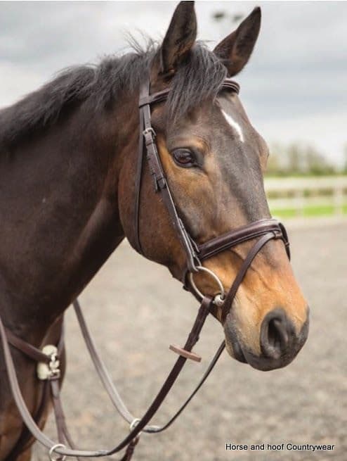 HyCLASS Deluxe Padded Headpiece Bridle