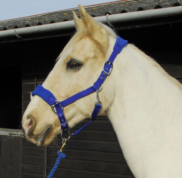 Rhinegold Comfort Headcollar And Rope Set