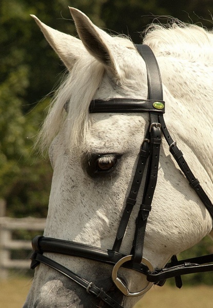 Rhinegold - German Leather Bridle With Detachable Flash Noseband