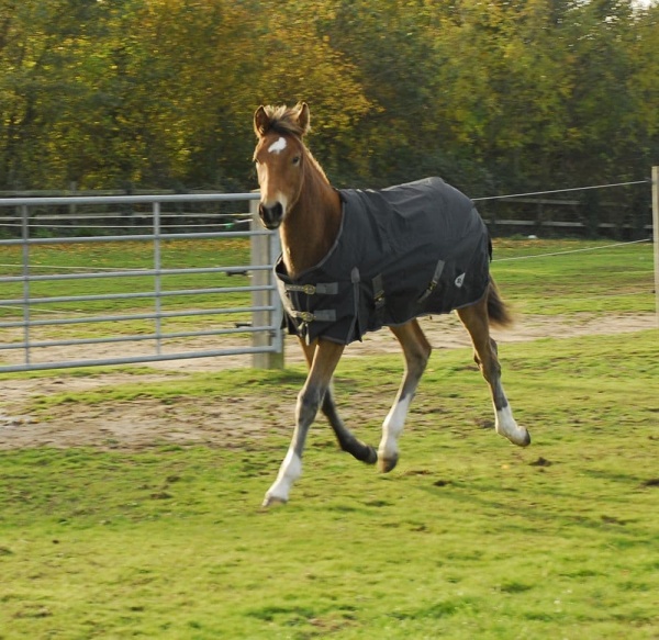 Rhinegold Konig Small Pony/Foal Outdoor Rug