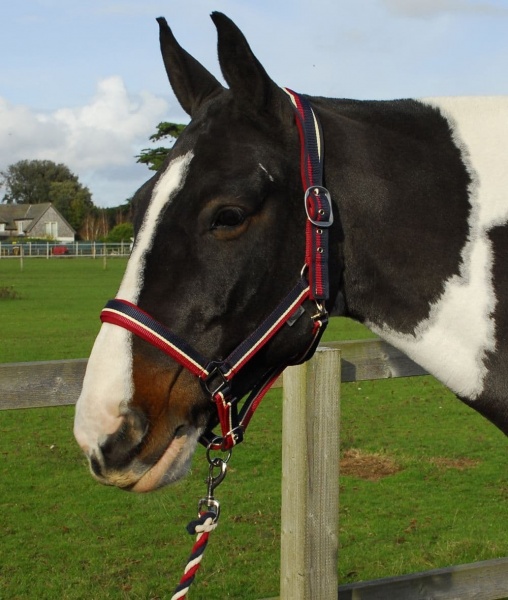 Rhinegold Padded Striped Headcollar & Rope Set