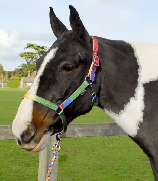 Rhinegold Rainbow Headcollar And Matching Rope Set