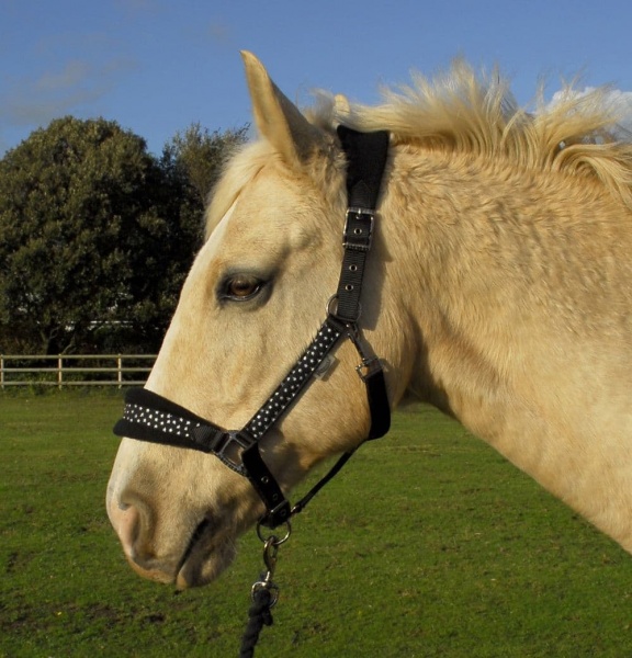 Rhinegold Star Spangled Headcollar & Rope Set