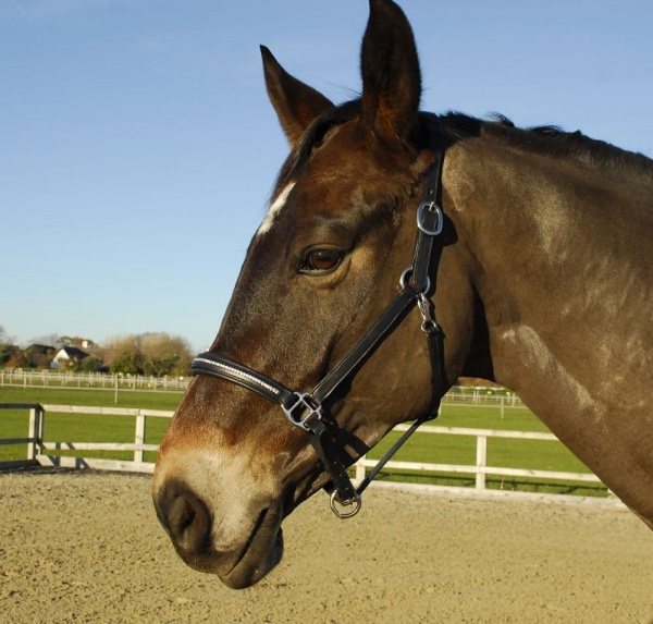 Rocco Italia Milano Leather Headcollar